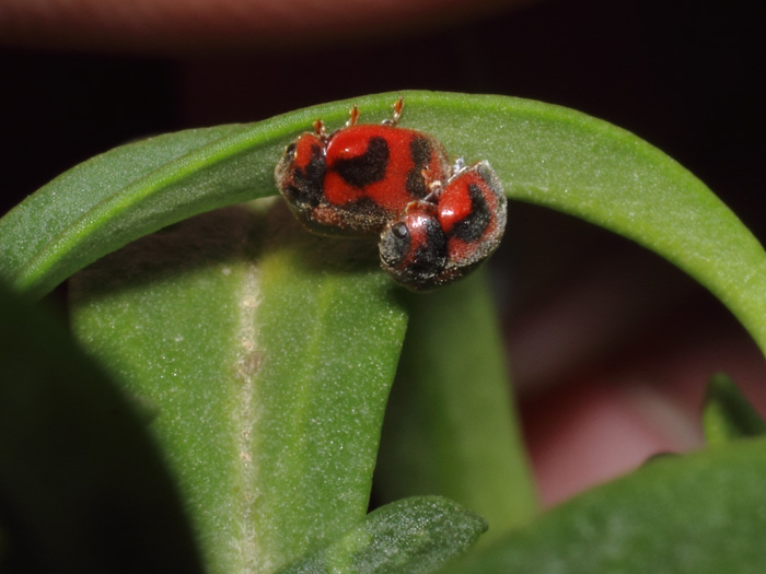 ab_rodolia_cardinalis_2017_02.jpg