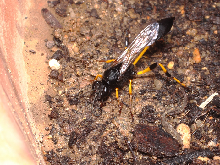 ab_sceliphron_spirifex_2017_01.jpg