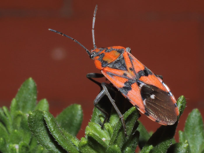 ab_spilostethus_pandurus_2013.jpg