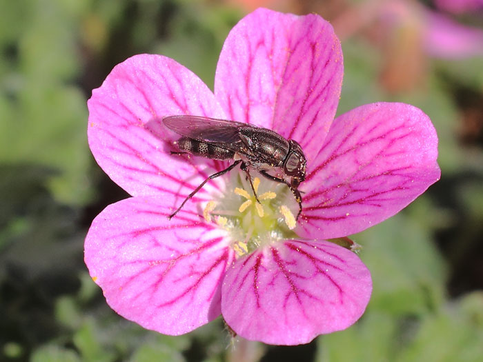 ab_stomorhina_lunata_f_2014_01.jpg