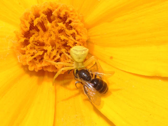 ab_thomissus_onustus_2016_02.jpg