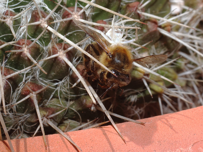 ab_thomissus_onustus_2016_04.jpg
