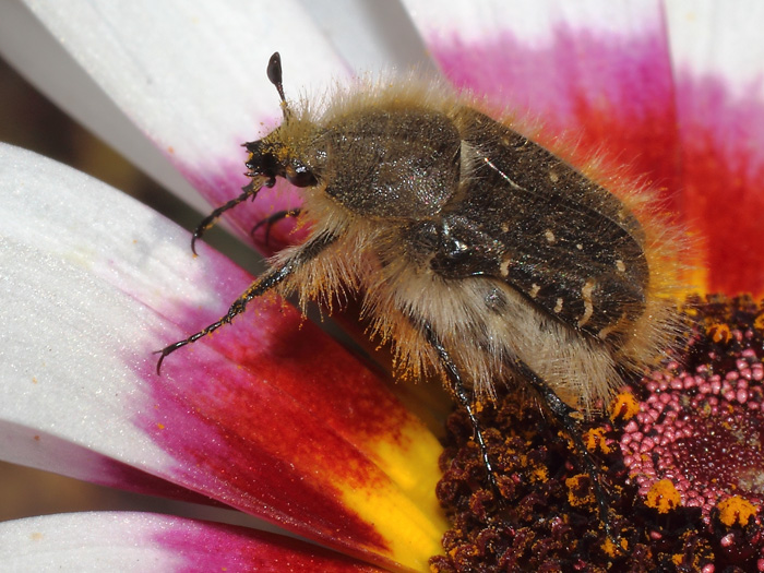 ab_tropinota_squalida_2014_01.jpg