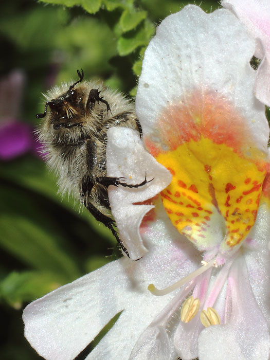 ab_tropinota_squalida_2015_01.jpg