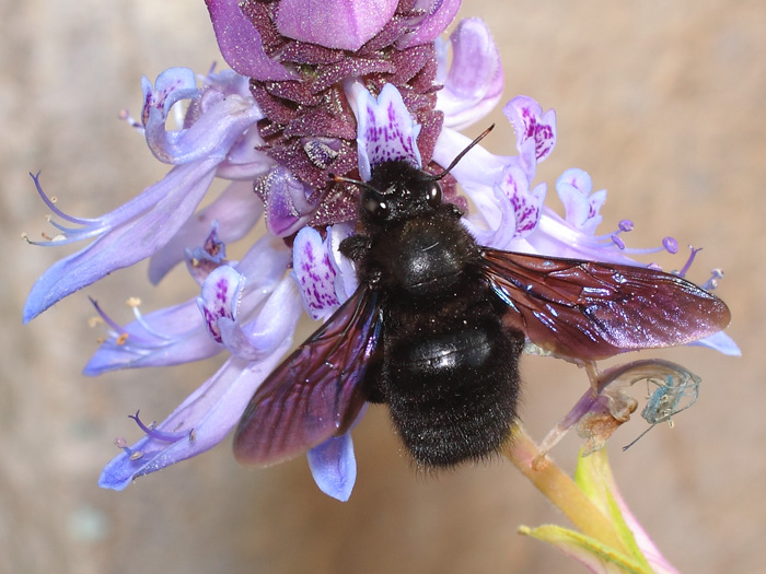 ab_xylocopa_violacea_2018_01.jpg