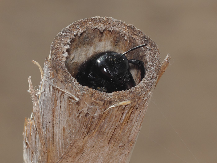 ab_xylocopa_violacea_2018_03.jpg