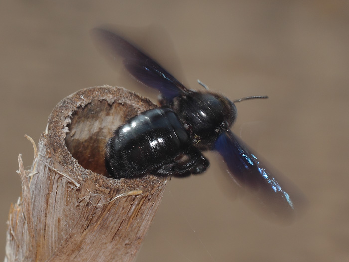ab_xylocopa_violacea_2018_04.jpg