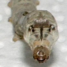 abatargusanoseda_zps0e5a301f.jpg