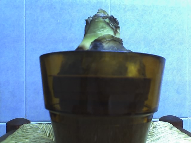 ABCD0010.JPG