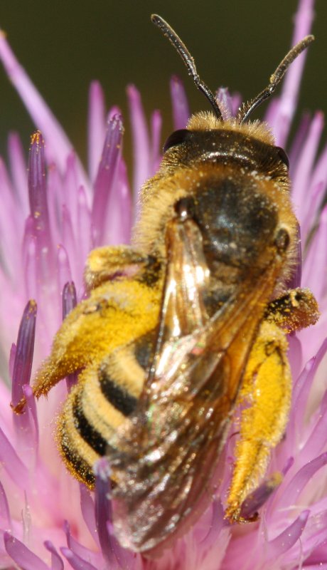 abeja%201.jpg