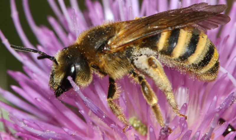 abeja%202.jpg