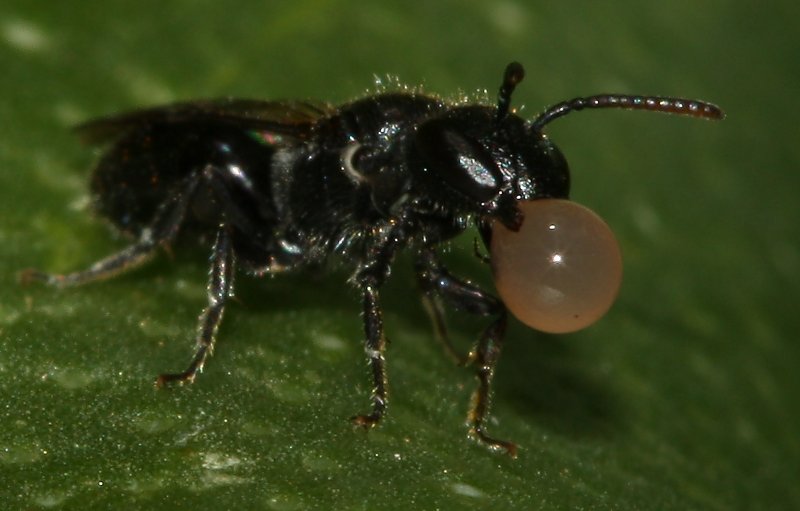 abeja%20gota_1573.jpg