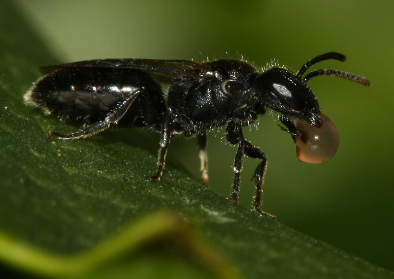 abeja%20gota_1575.jpg
