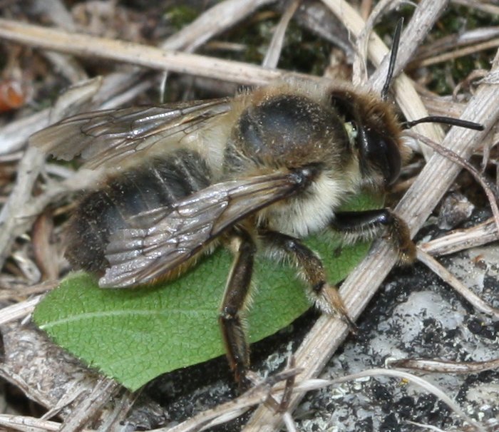 abeja%20hoja.jpg