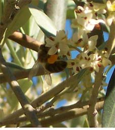 abeja%7E0.jpg