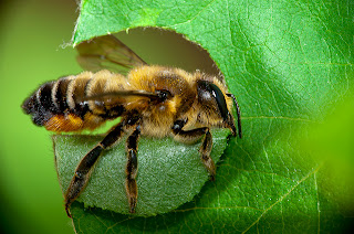 abeja+cortadora.jpg