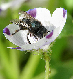 abeja.jpg