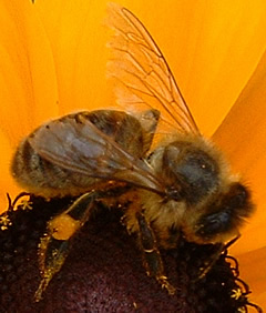 abeja.jpg