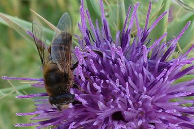 abeja.JPG