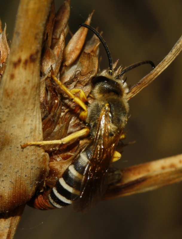 Abeja_3433.jpg