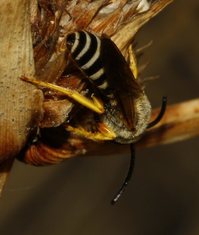 Abeja_3434.jpg