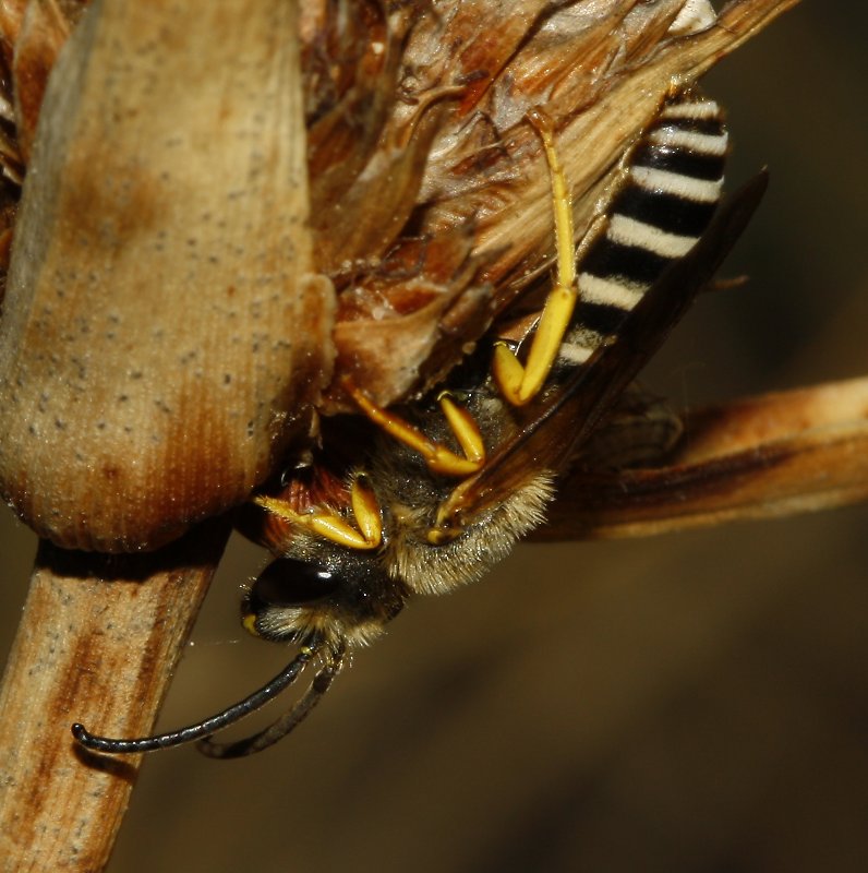 Abeja_3437.jpg
