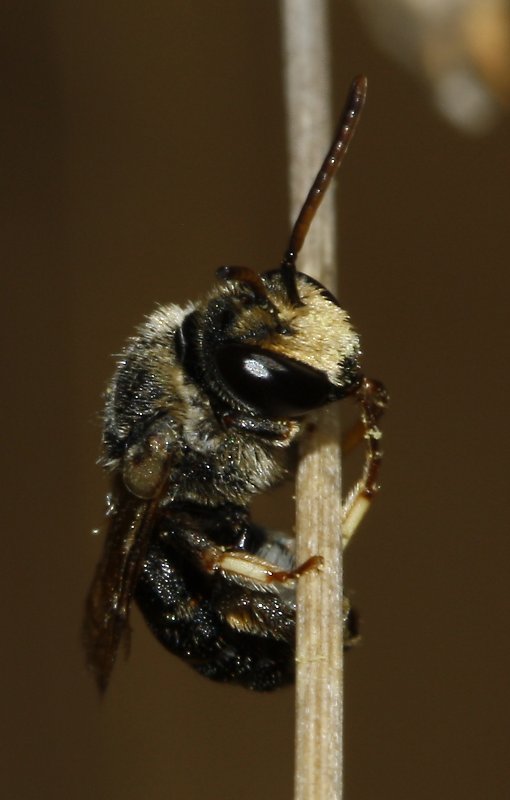 Abeja_3792.jpg