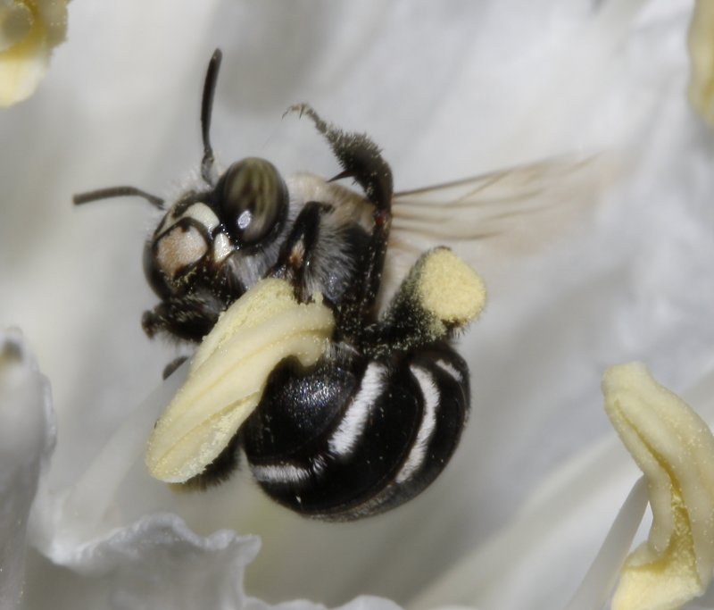 Abeja_3870.jpg