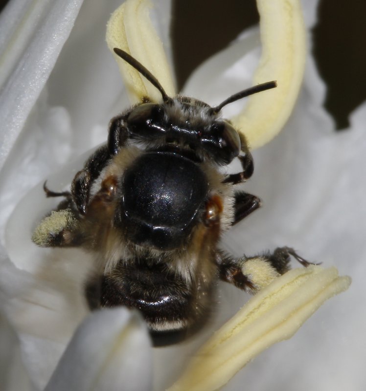 Abeja_3872.jpg
