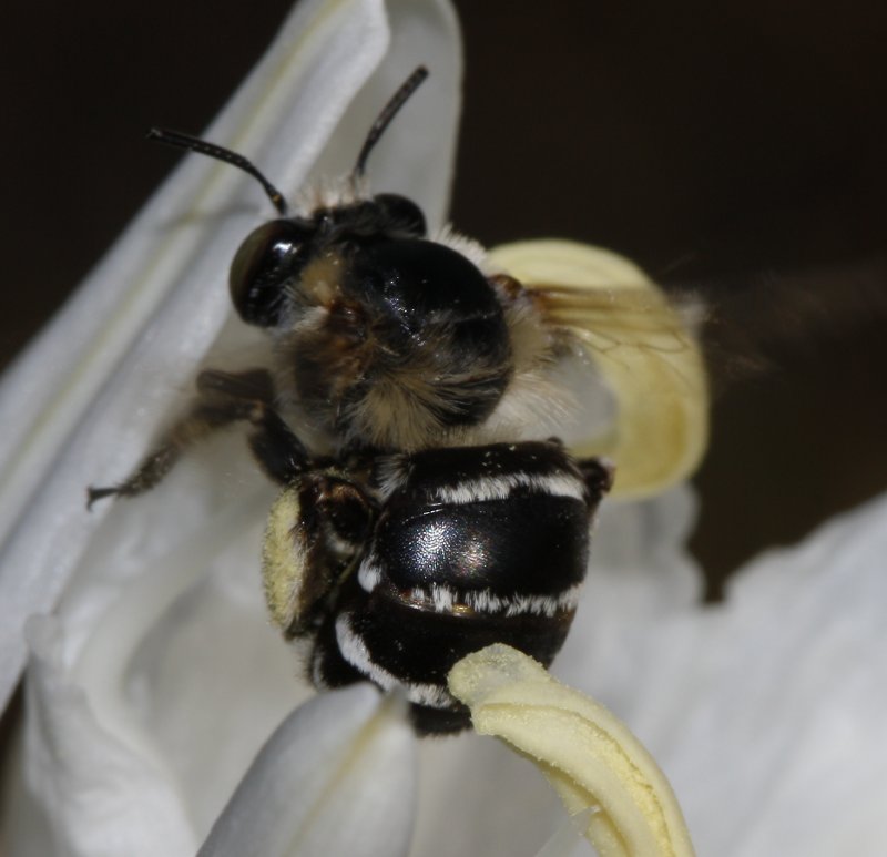 Abeja_3881.jpg