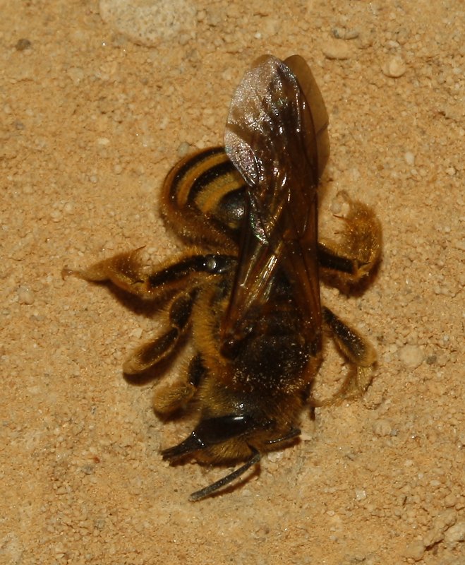Abeja_3938.jpg