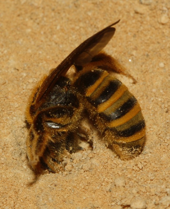 Abeja_3943.jpg