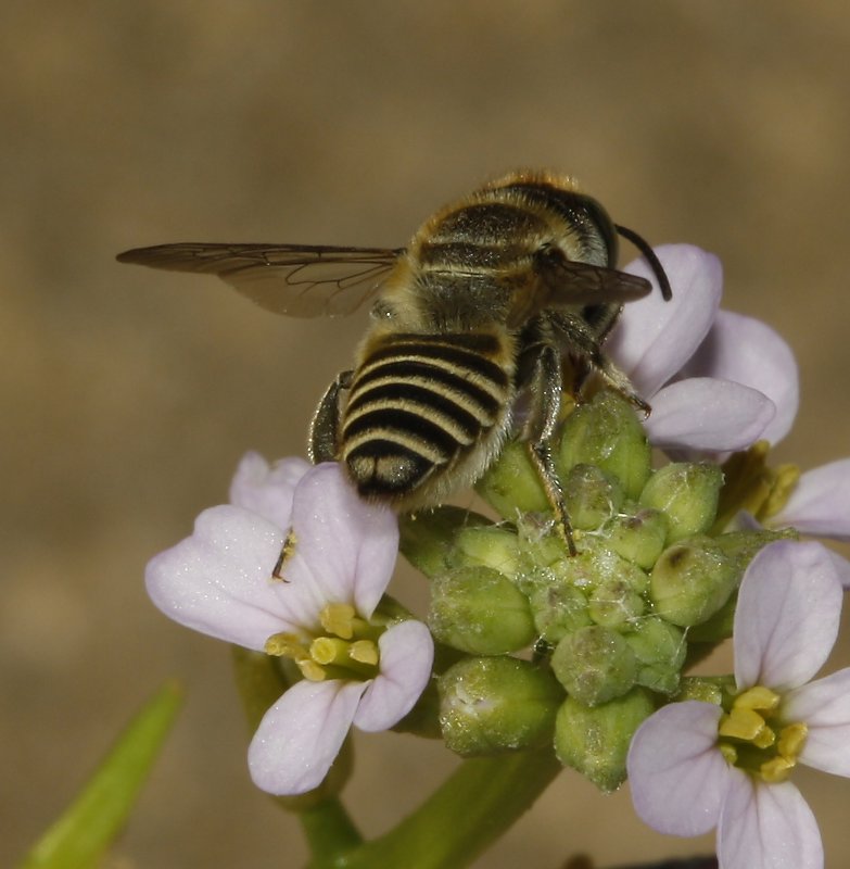Abeja_4666.jpg