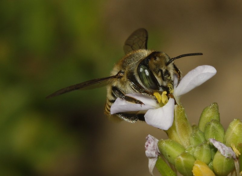 Abeja_4667.jpg