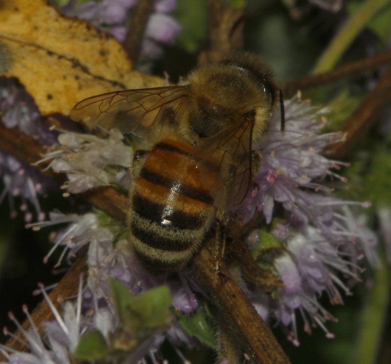abeja_5604.jpg