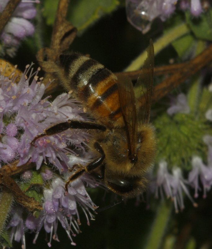 abeja_5605.jpg