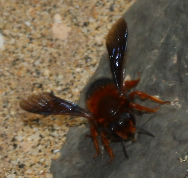 abeja_leon_1830.jpg
