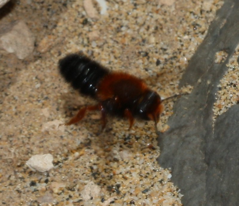 abeja_leon_1831.jpg