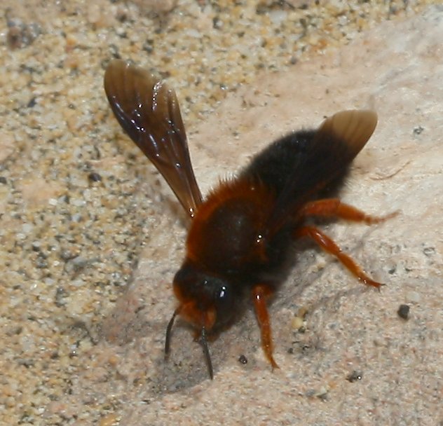 abeja_leon_1832.jpg