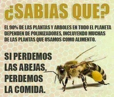 abejas+en+extincion.jpg