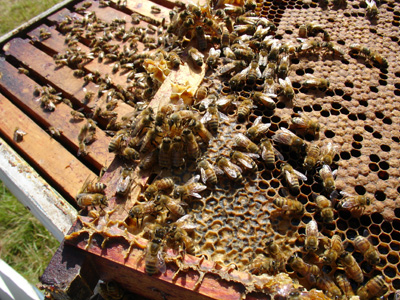 abejas.jpg