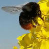 abejas-neonicotinoides_0.jpg