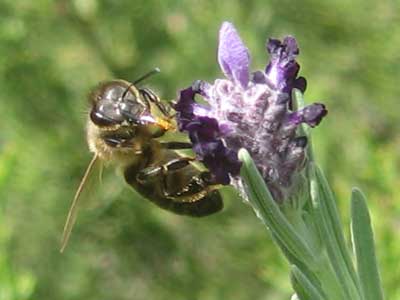 abejas2.jpg
