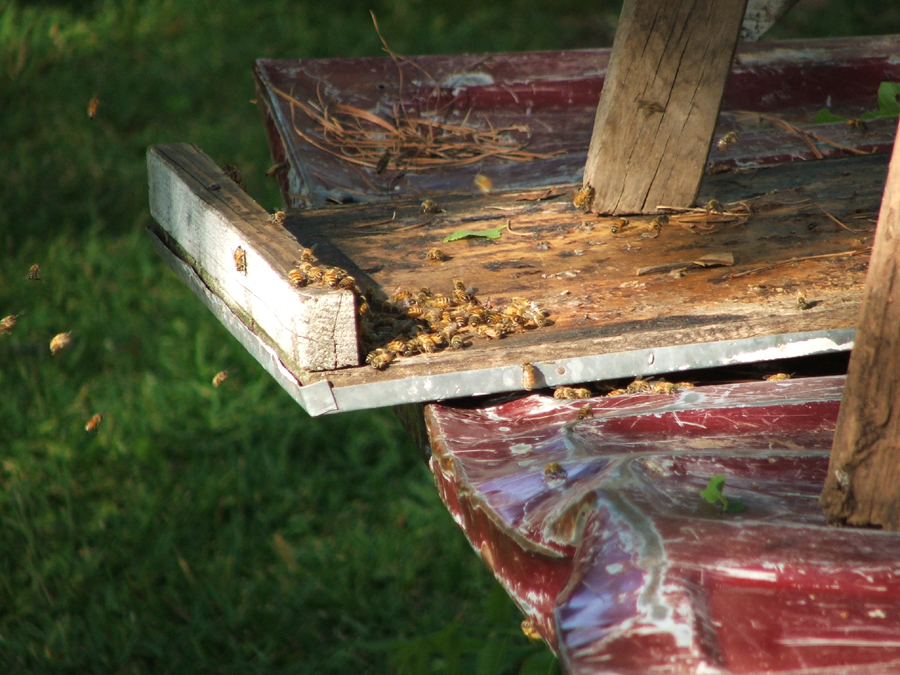 abejas2.jpg