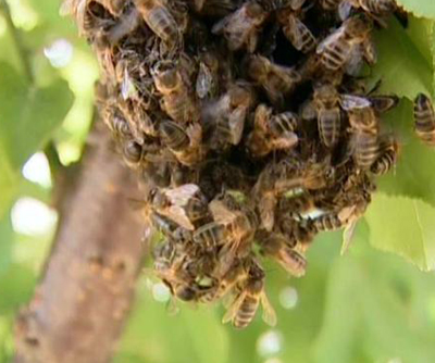 abejas_5.jpg