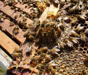 abejas_panal_10_1.jpg