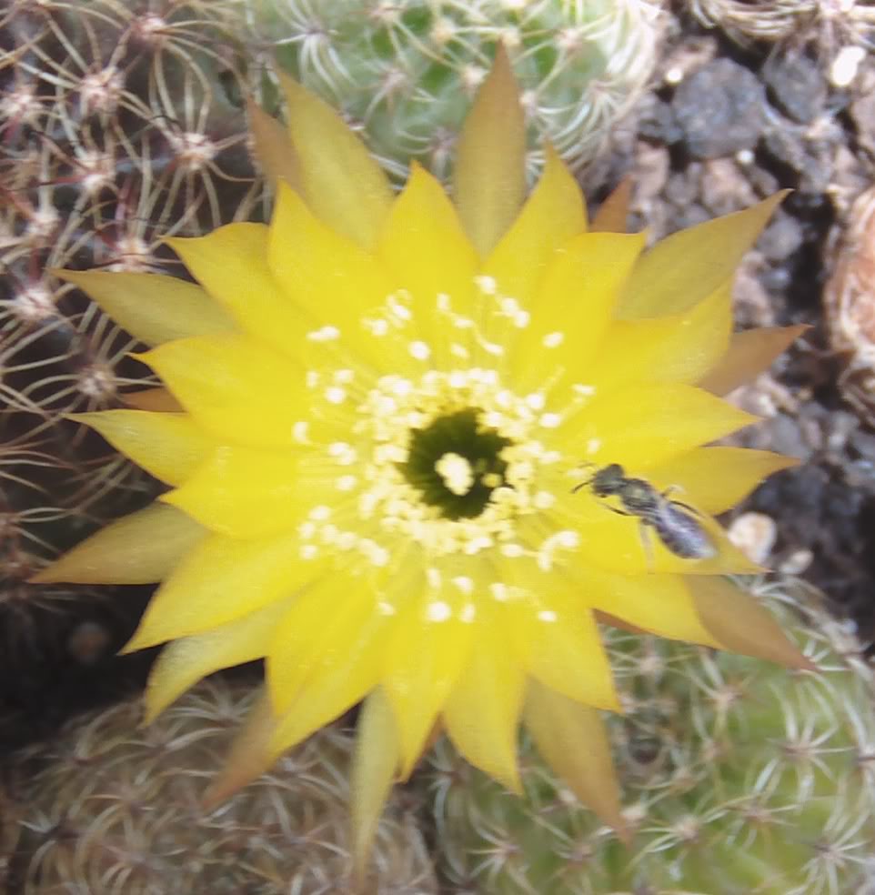 abejitaenflordelobivia.jpg