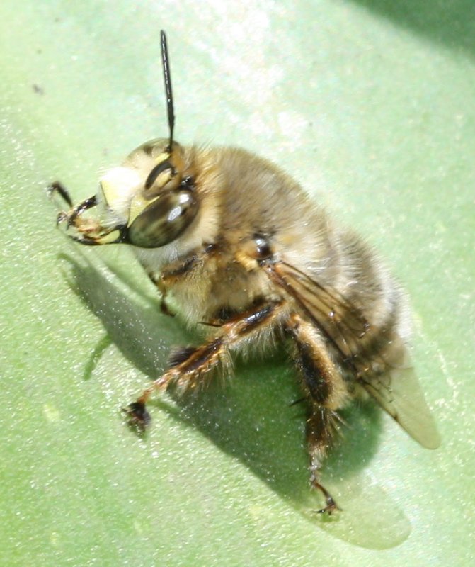 abejorro.jpg
