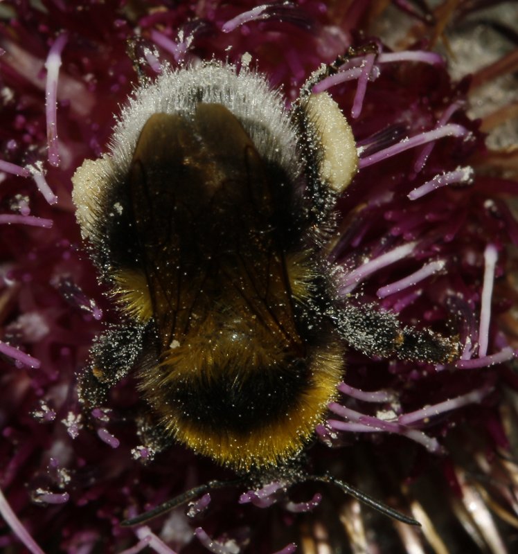 Abejorro_bterrestris_6100.jpg
