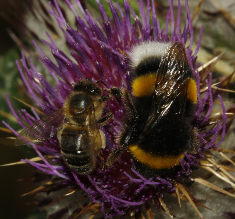 Abejorro_bterrestris_6164.jpg